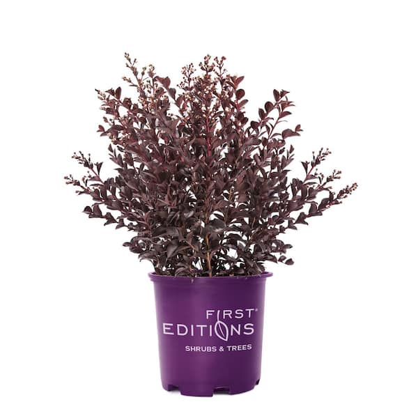 FIRST EDITIONS 3 Gal. Lunar Magic Crape Myrtle Flowering Shrub with Dark Leaves and White Flowers