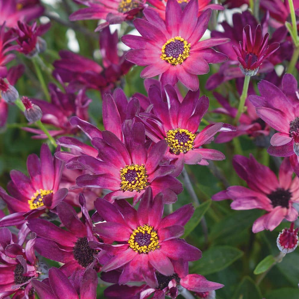 Vigoro 2.6 qt. Senetti 'Magic Merlot' Pericallis Annual Plant With ...