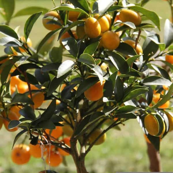 Wekiva Foliage Callie Kumquat Tree-Live Plants in 1-Gallon Pots-Florida Only-Edible and Fruit Bearing Citrus