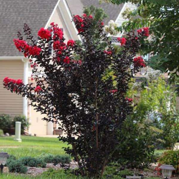 Black Diamond 3 Gal. Radiant Red Crape Myrtle Flowering Deciduous Tree with Red Flowers