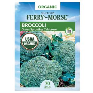 Organic Broccoli Green Sprouting Calabrese Vegetable Seed