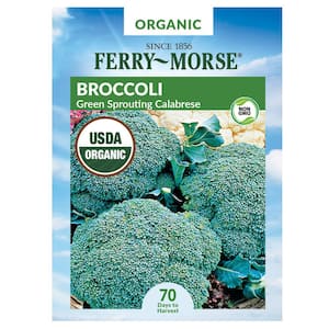 Organic Broccoli Green Sprouting Calabrese Vegetable Seed