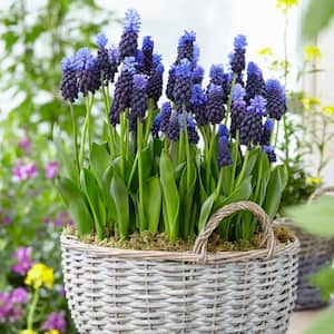 Grape Hyacinths Bulbs Multi Colored Latifolum (Set of 25)