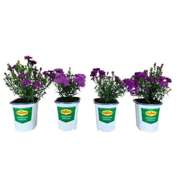 1.38 Pt. Aster Pink Plant Flowers in 4.5 in. Grower's Pot (4-Pack)