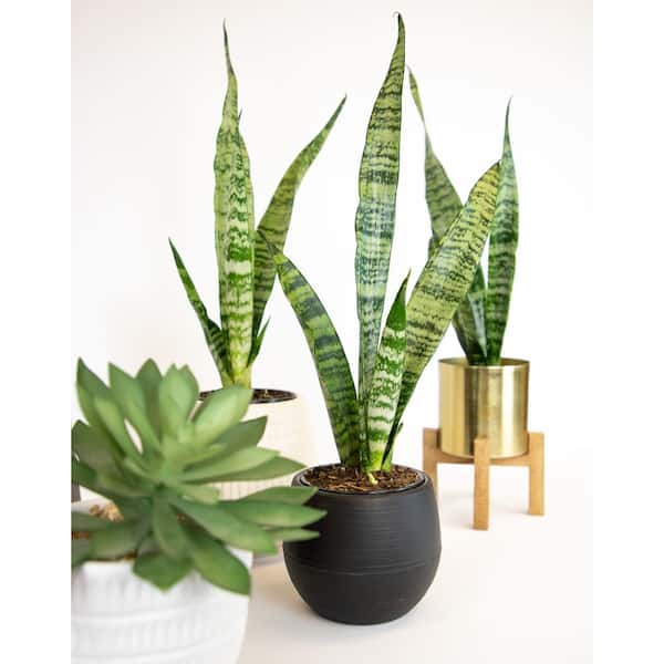 succulents and grow lights Bamboo LED Grow Light Garden for Succulents and Seeds