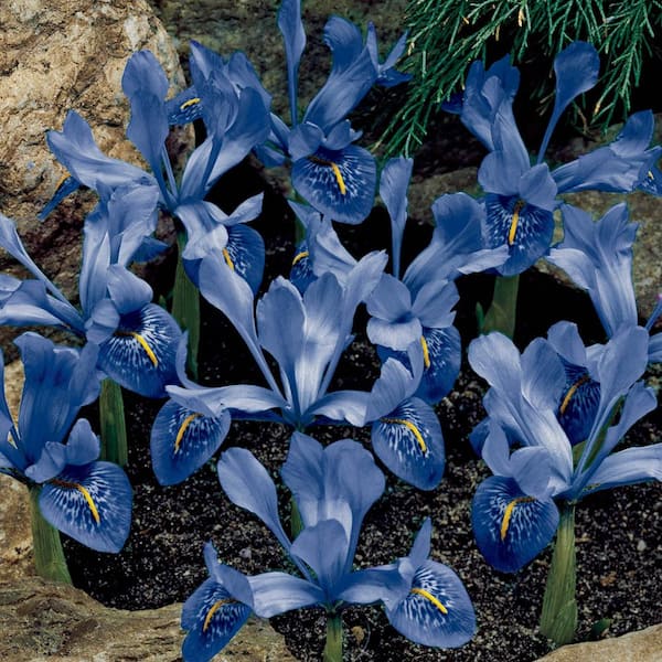 Get Galanthus Hippolyta Spring-flowering Bulbs in MI at English Gardens  Nurseries  Serving Clinton Township, Dearborn Heights, Eastpointe, Royal  Oak, West Bloomfield, and the Plymouth - Ann Arbor Michigan Areas
