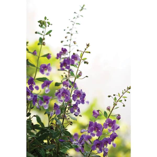 PROVEN WINNERS 4.25 in. Eco+Grande, Angelface Blue Summer