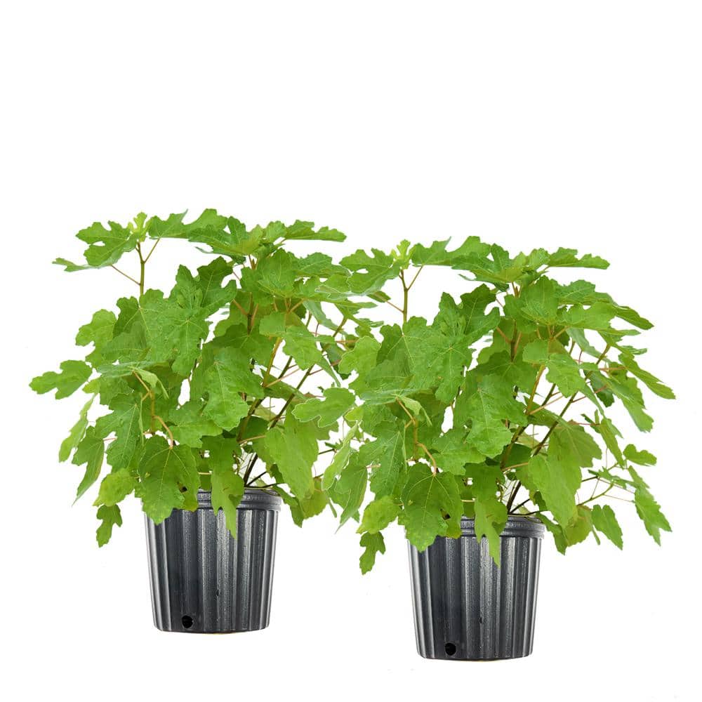 3 Gal. Black Mission Fig Tree (2-Pack)