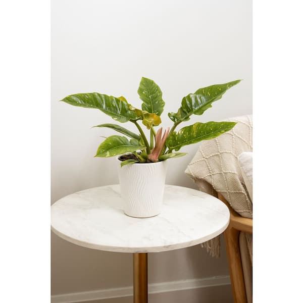 LEAFJOY Philodendron Prismacolor Golden Girl Indoor Plant in 5 in
