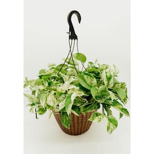 12 in. Tropical Foliage Pothos Hanging Basket Plant
