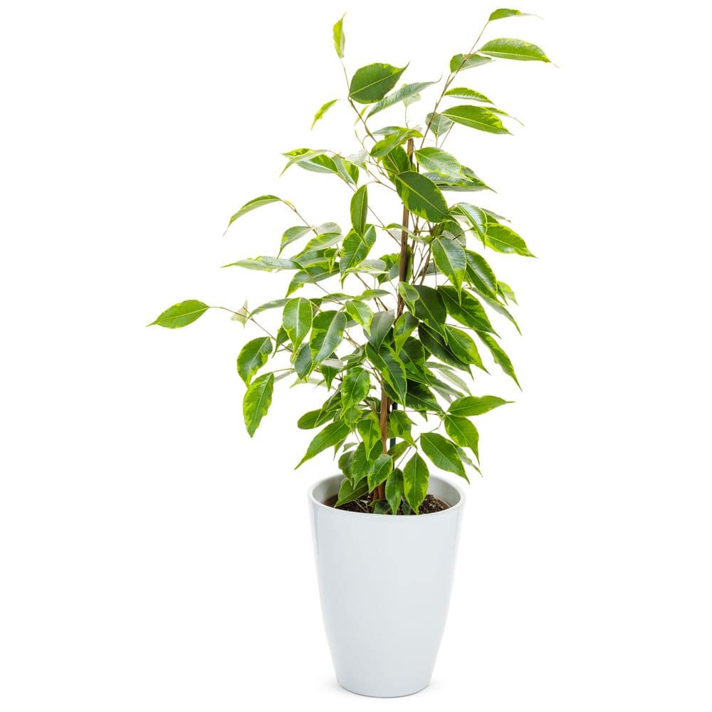 【FICUS】 6-8ft Ficus Altissima Std – Dahing Plants