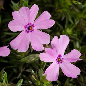 2 Qt. Pink Phlox Subulata Perennial Plant (3-Pack)