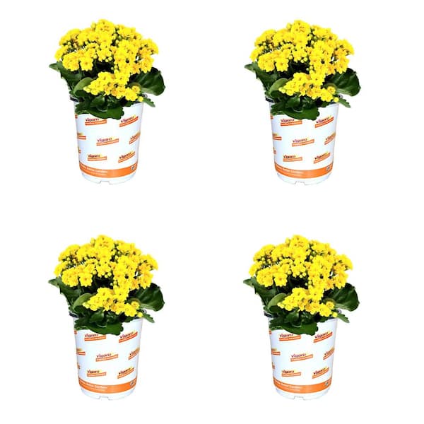 Vigoro 2.5 Qt. Kalanchoe Saja Yellow Annual Plant (4-Pack)