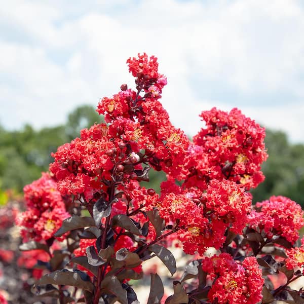3 Gal. Black Diamond Best Red Crape Myrtle (2-Pack)
