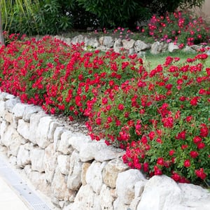 2 Gal. Red Drift Rose Bush with Red Flowers