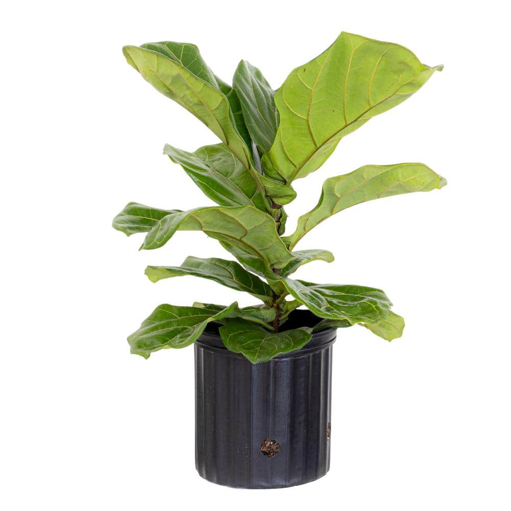 United Nursery Fiddle Leaf Fig Ficus Lyrata Live Houseplant in 9.25 ...