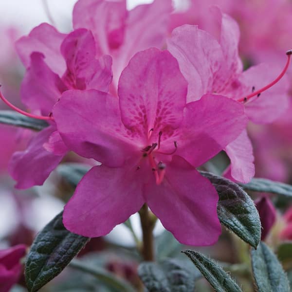 1 Gal. Autumn Amethyst Shrub with Stunning Purple Flowers (2-Pack)