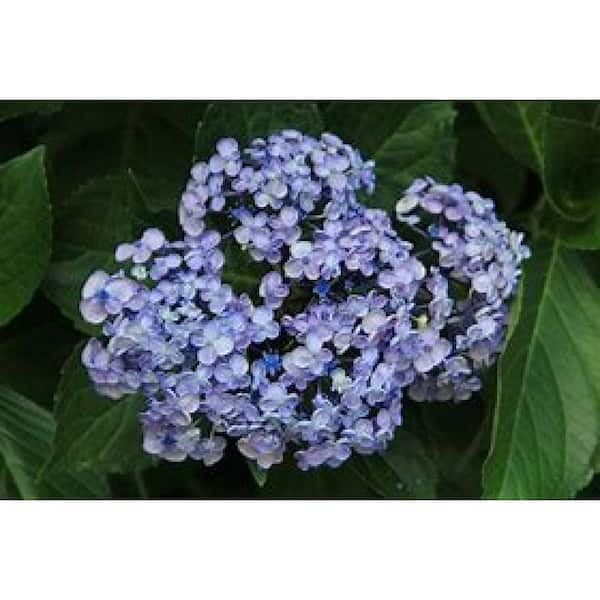 Twist-n-Shout® Reblooming Hydrangea