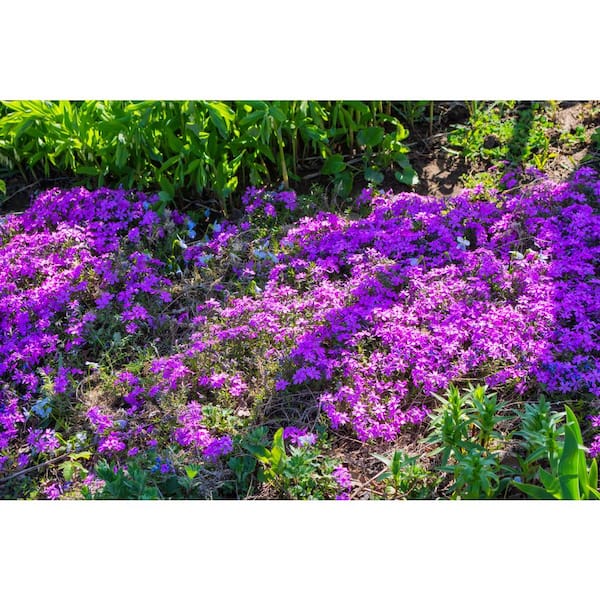 Unbranded - 1.0 Qt. Perennial Phlox Subulata Spring Purple