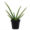 rubber tree house plant Ficus elastica - Rubber Plant