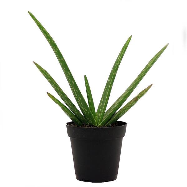 Altman Specialty Plants In Aloe Vera Indoor Plant In Grower Pot