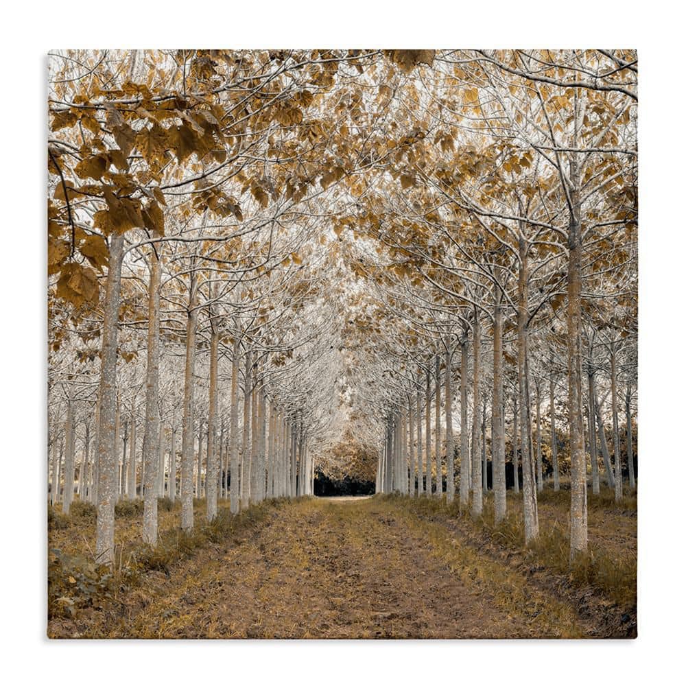White Gold Birch Grove by Assaf Frank 1 Piece Unframed Nature Graphic Art Print 24 in. x 24 in. price history on PriceWatchPro
