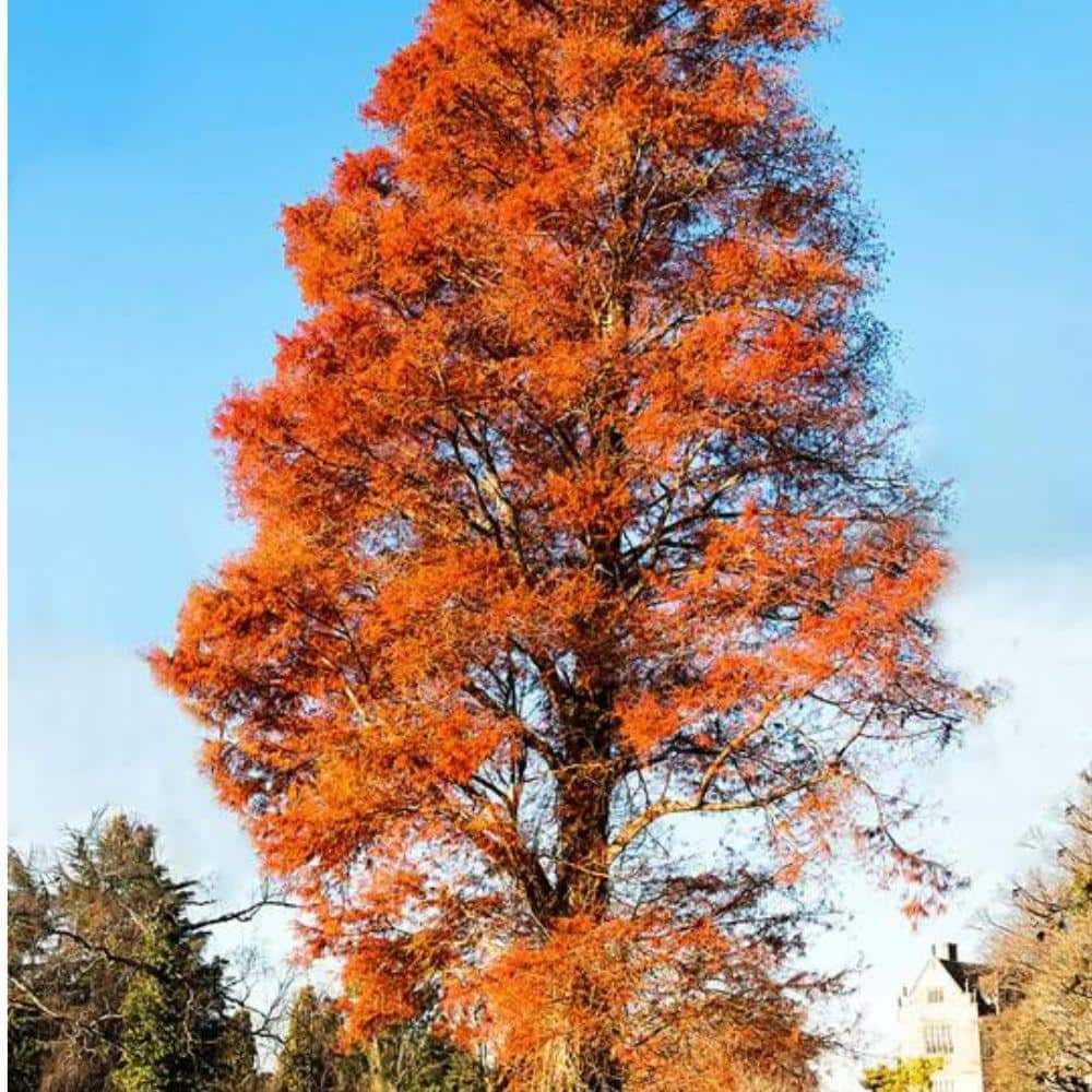 7 Gal. Bald Cypress Shade Tree CYPBAL07G - The Home Depot