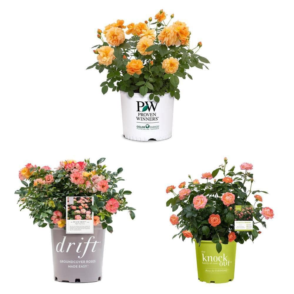 Drift 2 Gal. Peach Drift Rose Bush with Pink-Orange Flowers 13194