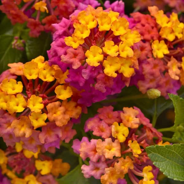 national PLANT NETWORK 2.5 in. Lantana Bloomify PassionFruit Plant
