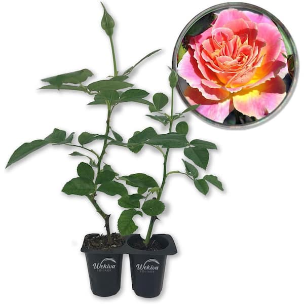 Wekiva Foliage Calico Rose Bush - 2 Live Starter Plants in 2 in. Growers Pots - Beautifully Fragrant Heirloom Rose from Florida