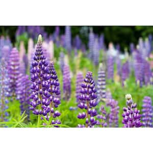 3 Gal. Mini Gallery Blue Bicolor Lupinus Live Perennial Plant (1-Pack)
