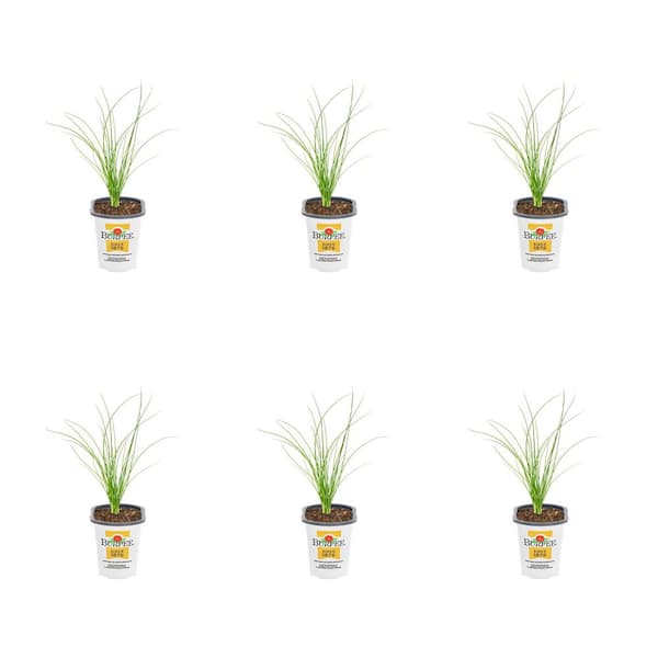Burpee 1 Pt. Chives Onion Green Herb Edible Plant (6-Pack)