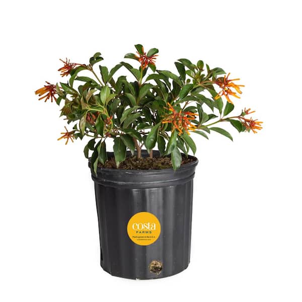 Costa Farms Outdoor Hamelia Fire Bush Plant in 9.25 in. Grower Pot, Avg. Shipping Height 2 ft. to 3 ft. Tall