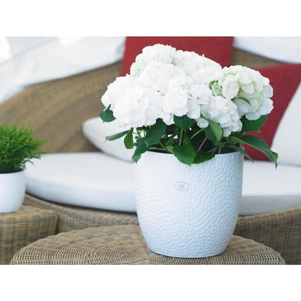 Vigoro Ellory Medium Matte White Ceramic Planter (8.3 in. L x 8.3