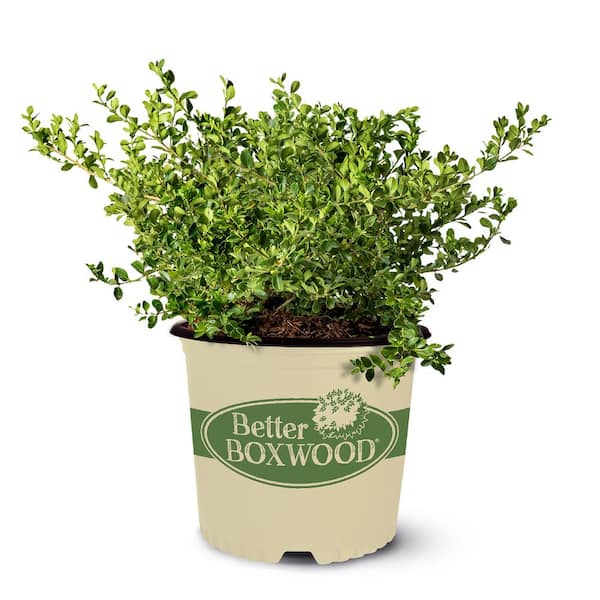1 Gal. Babylon Beauty Boxwood Shrub