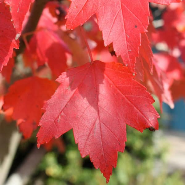 #5 Pot Sun Valley Maple Tree