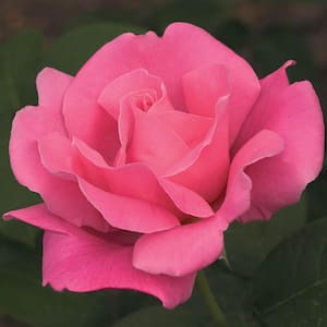 Perfume Delight Hybrid Tea Rose, Dormant Bare Root Plant with Pink Color Flowers (1-Pack)