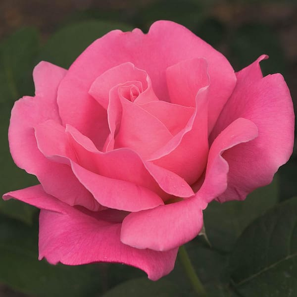 Spring Hill Nurseries Perfume Delight Hybrid Tea Rose, Dormant Bare Root Plant with Pink Color Flowers (1-Pack)