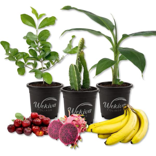 Wekiva Foliage Fruit Medley Trio-3 Live Plants in 4 in. Pots-1 Each of Banana Tree, Dragon Fruit, and Barbados Cherry Tree