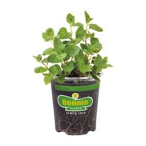 19 oz. Spearmint Herb Plant