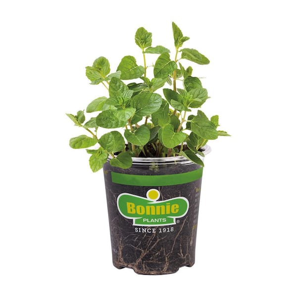 Bonnie Plants 19 oz. Spearmint Herb Plant
