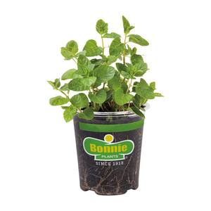 19.3 oz. Spearmint Mint Plant