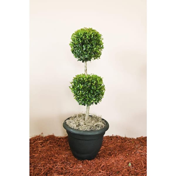 Unbranded 7.57 l 2-Tier Sm Eugenia Shrub Globulus