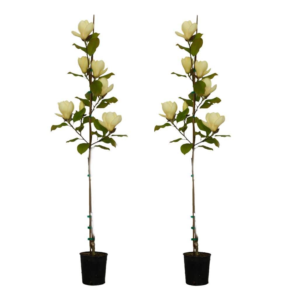 Best HD Pictures about  Magnolia Tree Home Depot  with No AI Images