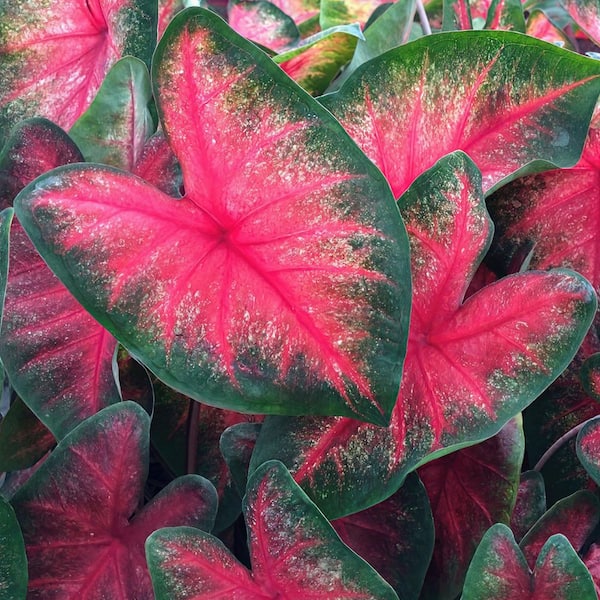 4 in. Caladium Bombshell Plant (3-Pack)