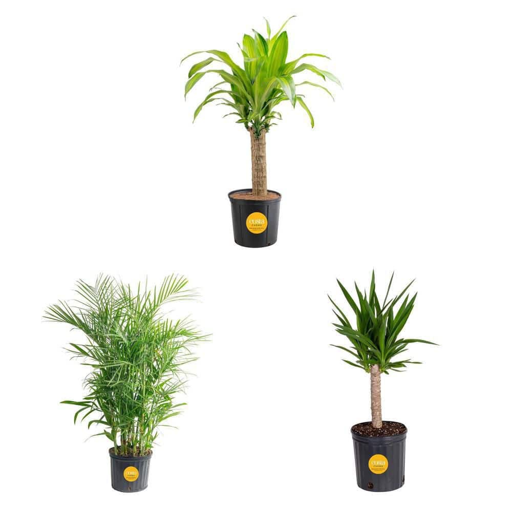 Costa Farms Bamboo Palm, Chamaedorea seifrizi Plant in 10 in. Grower's Pot,  Avg. Shipping Height 3-4 ft. Tall L-BOP-P-WBT-01 - The Home Depot