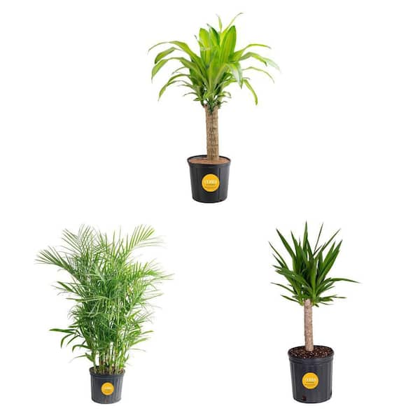 Bamboo Palm (10 in. Pot) with Mass Cane & Yucca Cane (8.75 in. Pots) Indoor Plant Combo