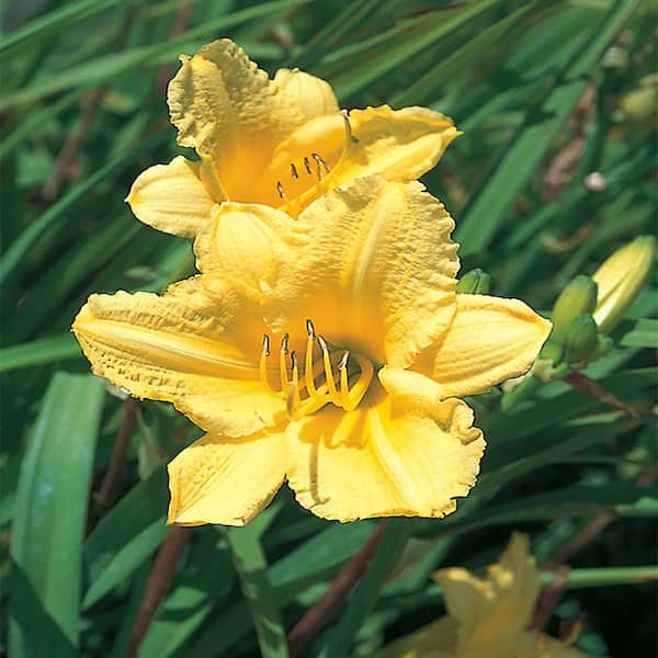 BELL NURSERY 1 Gal. Yellow Happy Returns Daylily Plant