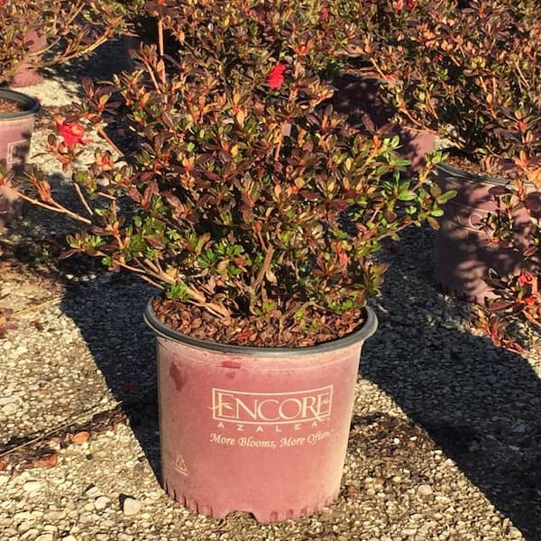 Encore Azalea 3 Gal Autumn Fire Shrub With True Red Reblooming Flowers 80543 The Home Depot