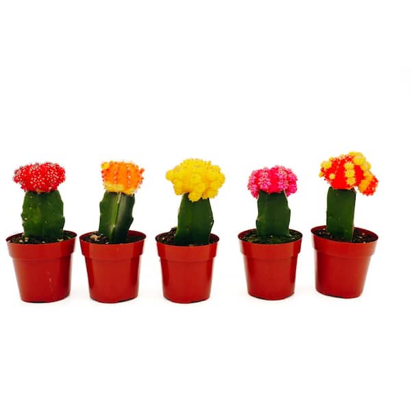 2.5 in. Grafted Moon Cacti Plant Collection